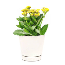 Kalanchoe blossfeldiana 'Calandiva Yellow' in 2"/4"/6" Pot: 4" Pot / Flower