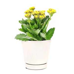 Kalanchoe blossfeldiana 'Calandiva Yellow' in 2"/4"/6" Pot: 4" Pot / Flower