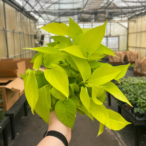Neon Pothos Plant - Live Plant: 3" Pot