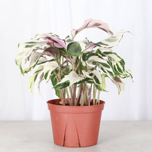 Calathea 'Stella' - Live Plant: 6-inch Pot