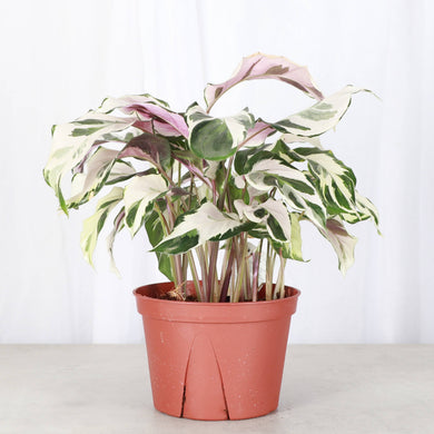 Calathea 'Stella' - Live Plant: 6-inch Pot