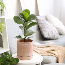 Ficus Lyrata Little Sunshine - Fiddle Leaf Fig  - 4 inch