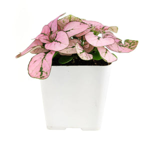 Hypoestes Phyllostachya Pink Splash - Colorful Houseplant: Pink and White Mix / 4" Pot