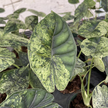 Variegated Alocasia Dragonscale Mint - 4" Live Plant - RARE
