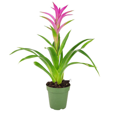 Bromeliad Guzmania 'Pink' - Long-lasting Blooms Plant - 4/6