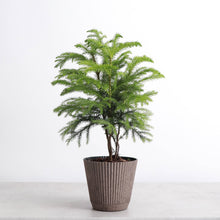 Decorative Ruffled Pot for Plants - 4" and 6" Options: Sage / 6"