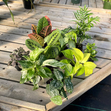 Grower's Choice Houseplant Assortment - 3" Live Plants: Premium