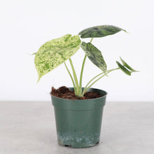 Variegated Alocasia Dragonscale Mint - 4" Live Plant - RARE