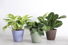 Decorative Ruffled Pot for Plants - 4" and 6" Options: Coffee / 4"