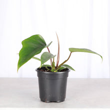 Philodendron Mayoi - 4" Live Plant