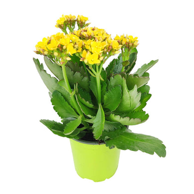 Kalanchoe blossfeldiana 'Calandiva Yellow' in 2