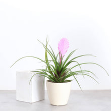 Pink Quill Bromeliad - 4" Live Plant