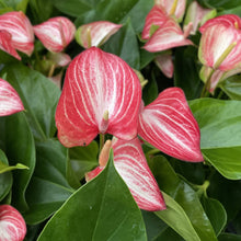 Candy Cane Anthurium, Flamingo Flower - 6" Live Plant