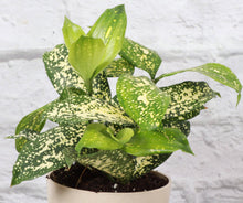 Gold Dust Dracaena - Live Plant: 4" Pot