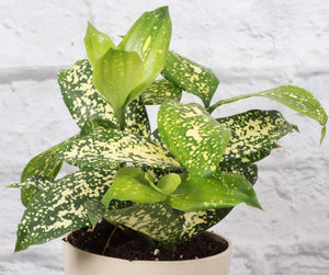 Gold Dust Dracaena - Live Plant: 4" Pot