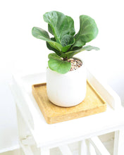 Ficus Lyrata Little Sunshine - Fiddle Leaf Fig  - 4 inch