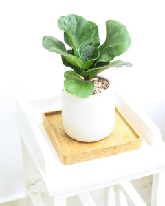 Ficus Lyrata Little Sunshine - Fiddle Leaf Fig  - 4 inch