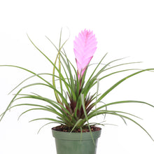 Pink Quill Bromeliad - 4" Live Plant