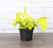 Neon Pothos Plant - Live Plant: 3" Pot