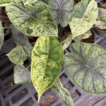 Variegated Alocasia Dragonscale Mint - 4" Live Plant - RARE
