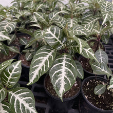 Zebra Plant - 4" Live Plant