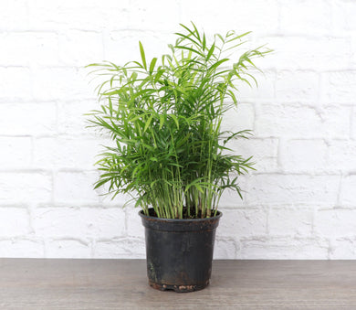 Neanthe Bella Palm, Parlor Palm - Live Plant: 6