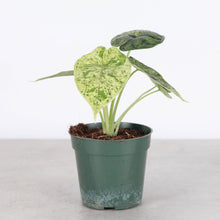 Variegated Alocasia Dragonscale Mint - 4" Live Plant - RARE