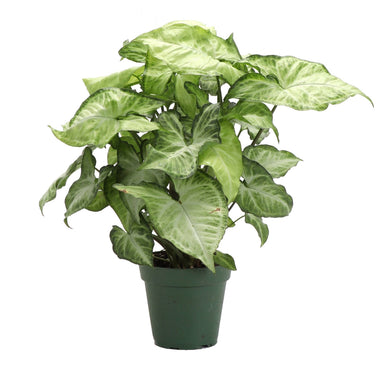 Assorted Butterfly Syngonium - Live Plant: 4