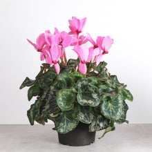 Blooming Cyclamen - Assorted Color - 6" Live Plant