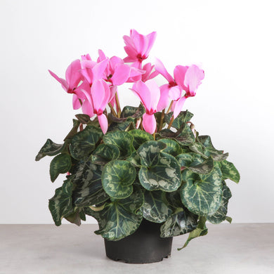 Blooming Cyclamen - Assorted Color - 6