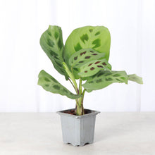 Low Light Houseplant Assortment - 3" Plants
