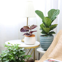Ficus Lyrata Little Sunshine - Fiddle Leaf Fig  - 4 inch