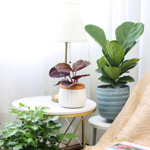 Ficus Lyrata Little Sunshine - Fiddle Leaf Fig  - 4 inch