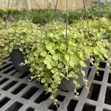 String of Turtles Hanging Pot - 5" Live Plant
