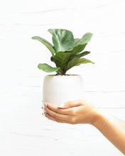 Ficus Lyrata Little Sunshine - Fiddle Leaf Fig  - 4 inch