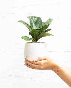 Ficus Lyrata Little Sunshine - Fiddle Leaf Fig  - 4 inch