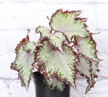 Rex Begonia - 4" Live Plant - Assorted Color - Grace on Broadway 