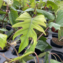 Philodendron Mayoi - 4" Live Plant