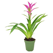Bromeliad Guzmania 'Pink' - Long-lasting Blooms Plant - 4/6": 4 inch