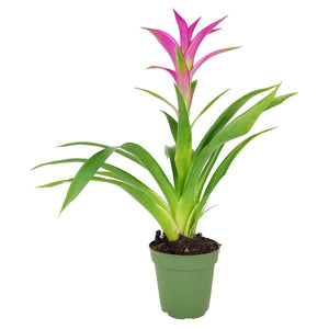 Bromeliad Guzmania 'Pink' - Long-lasting Blooms Plant - 4/6": 4 inch