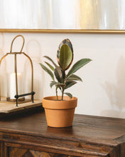 Ficus Tineke - Ficus Elastica Ruby Pink - 4/6 inch  Pot: 6 inch