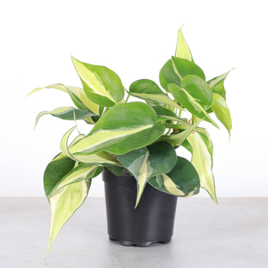 Silver Stripe Philodendron - 4
