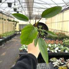 Philodendron Mayoi - 4" Live Plant