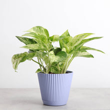 Decorative Ruffled Pot for Plants - 4" and 6" Options: Coffee / 4"
