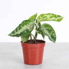 Aglaonema Pictum Peacock - Tricolor - 3" Live Plant - RARE