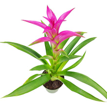 Bromeliad Guzmania 'Pink' - Long-lasting Blooms Plant - 4/6": 4 inch