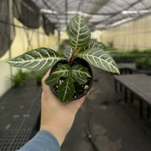 Zebra Plant - 4" Live Plant