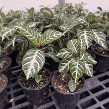 Zebra Plant - 4" Live Plant