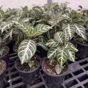 Zebra Plant - 4" Live Plant