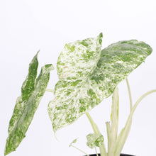 Alocasia Blizzard - 6" Live Plant - RARE